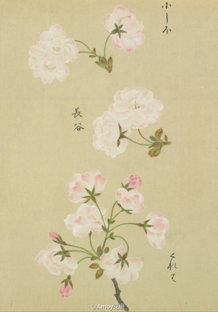 浴恩春秋両園]桜花譜』来自松平定信編・谷文晁原画于1822年。是卷轴