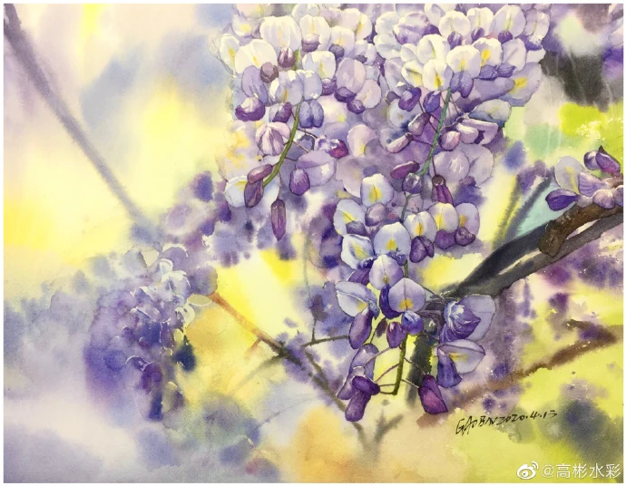 紫藤挂云木，花蔓宜阳春，又是一年紫藤季。 ​​​by@高彬水彩- 堆糖，美 