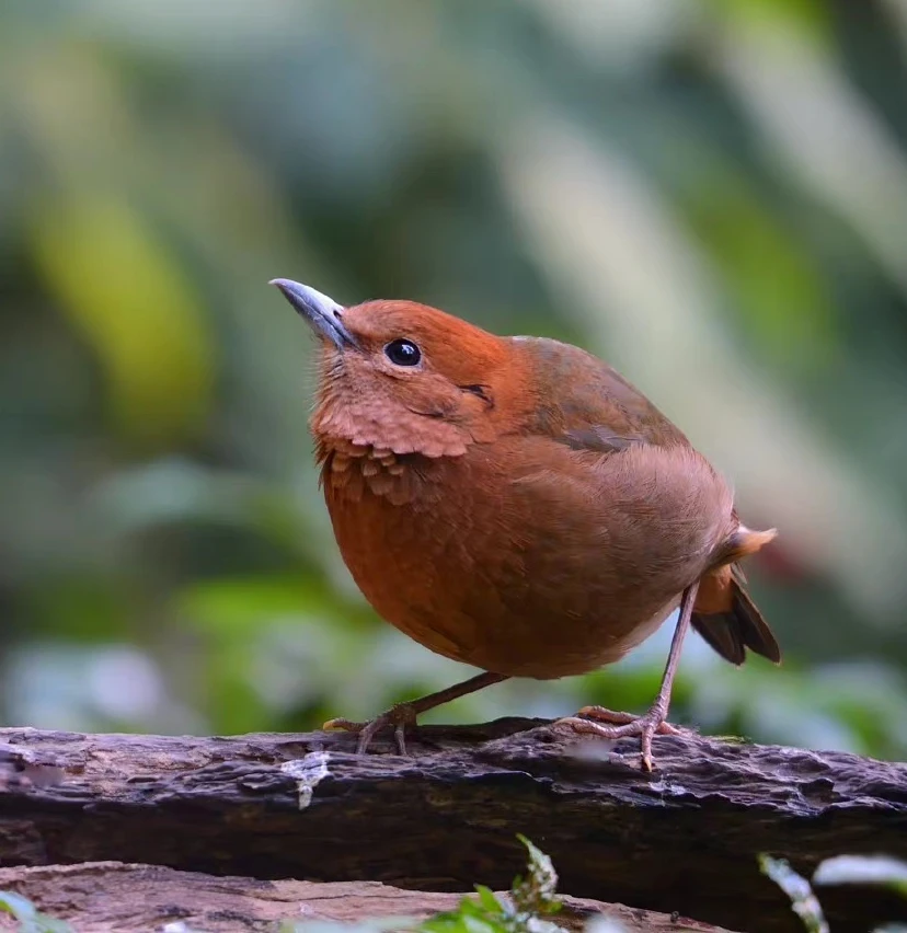 栗头八色鸫 - 高清图片,堆糖,美图壁纸兴趣社区
