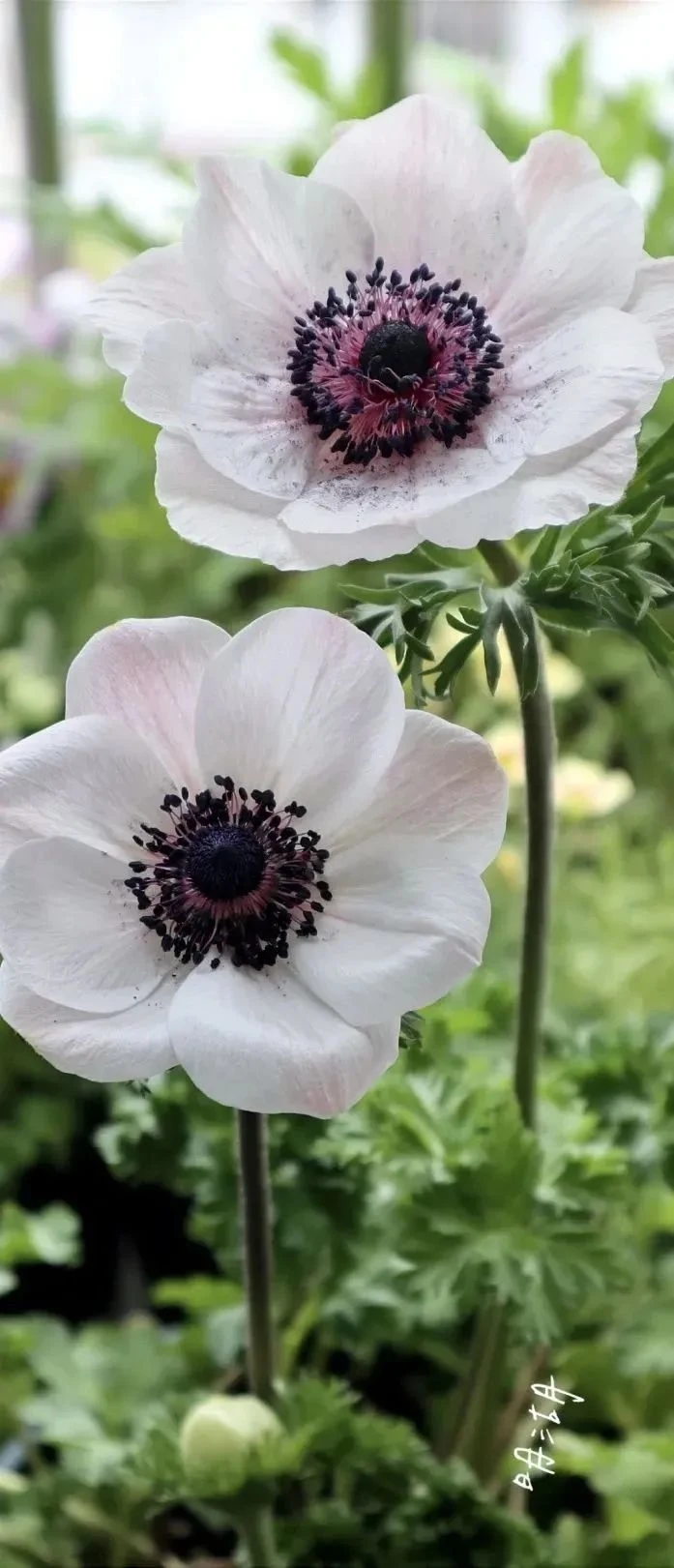 意大利银莲花 - 堆糖