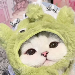 可爱头像#闺蜜头像#猫咪头像赞评论2更多发布至专辑是你家的眠滗