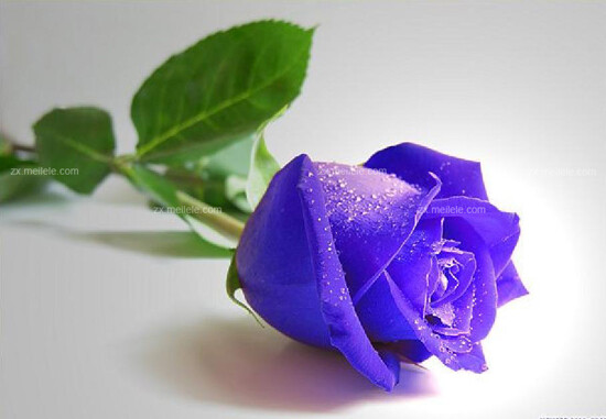 蓝玫瑰花语清纯的爱和敦厚善良. 相知是一种宿命，心灵的交汇让我们有诉 