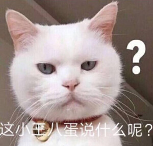 宠物星人