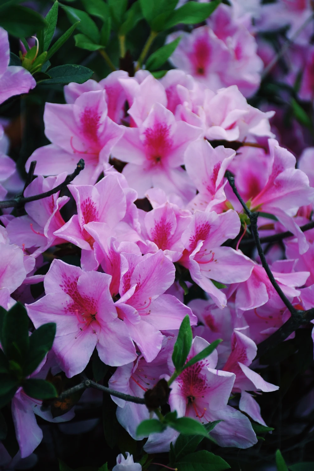 杜鹃花 - 高清图片，堆糖，美图壁纸兴趣社区