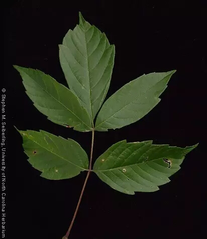 梣叶槭（Acer negundo L.） 梣叶槭（羽叶槭，英国俗称：复叶槭，美国俗称：灰叶槭）是槭树科槭树属下的一种，原产北美洲。近百年内始引 ...