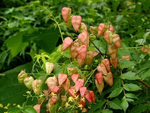栾树（Koelreuteria paniculataLaxm.） 栾树是无患子科栾树属下的一种，产我国大部分省区，东北自辽宁起经中部至西南部的 ...
