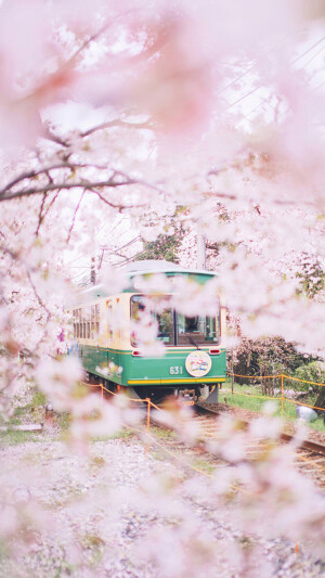 摄影欣赏 汽车 樱花 风景