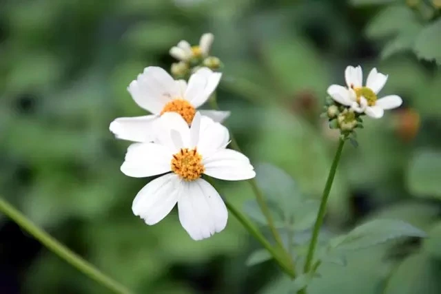 白花鬼针草，菊科鬼针草属一年生草本。 学名：Bidens pilosa 別名：大